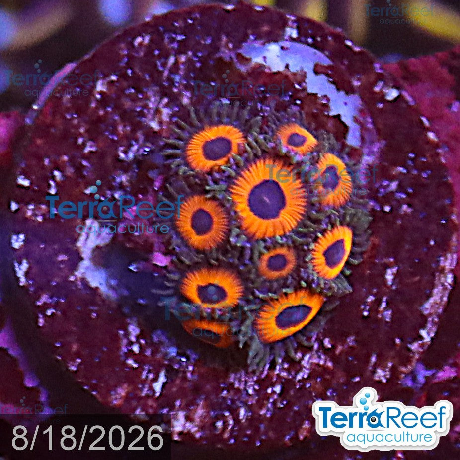 Red Zoanthids aquacultured WYSIWYG coral frag for reef aquarium