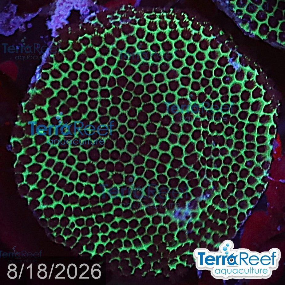 Sand Dollar coral aquacultured WYSIWYG coral frag for reef aquarium