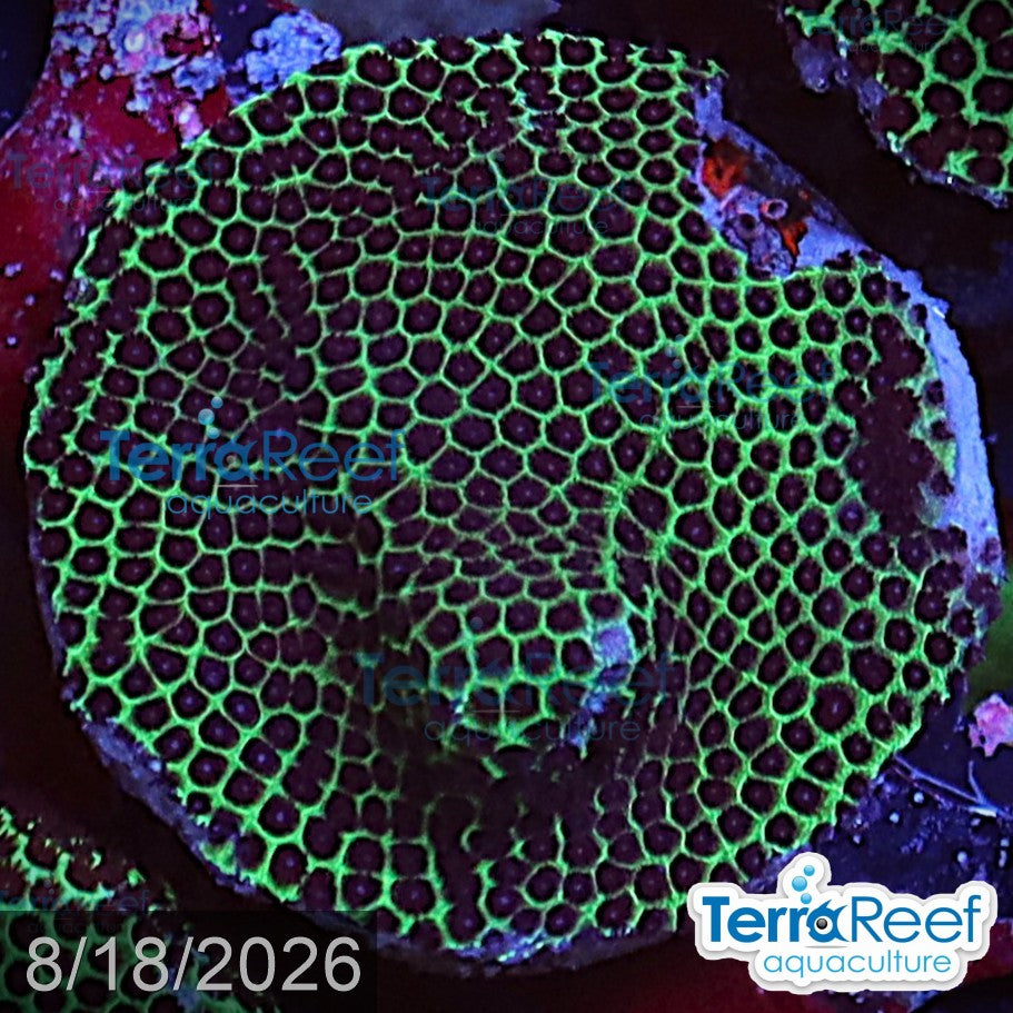 Sand Dollar coral aquacultured WYSIWYG coral frag for reef aquarium