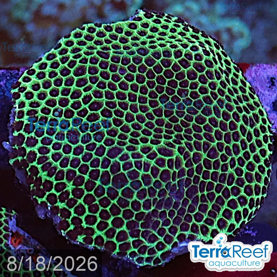 Sand Dollar coral aquacultured WYSIWYG coral frag for reef aquarium