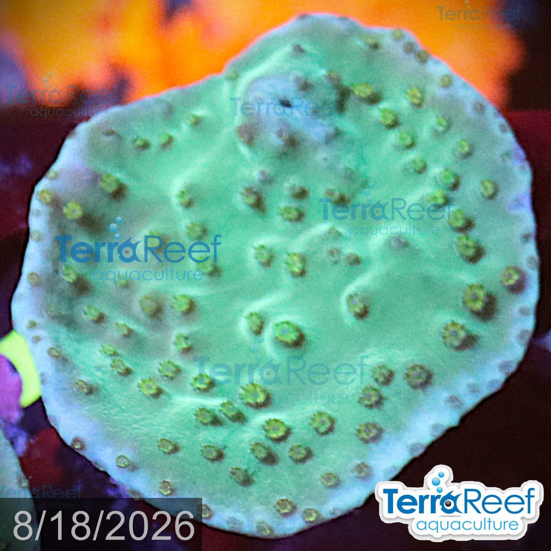 Aquacultured WYSIWYG green scroll coral frag for reef aquarium