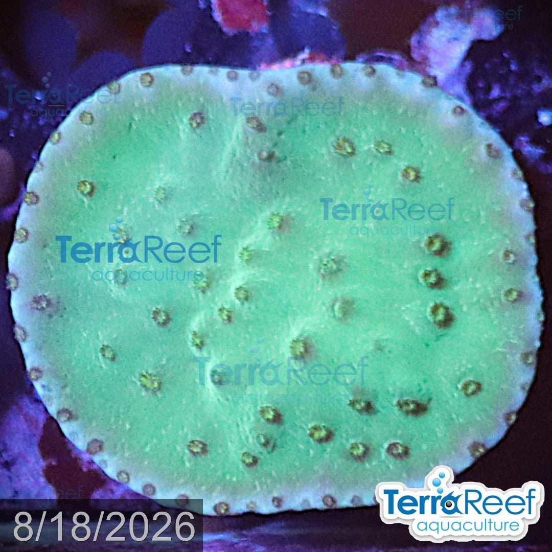 Aquacultured WYSIWYG green scroll coral frag for reef aquarium