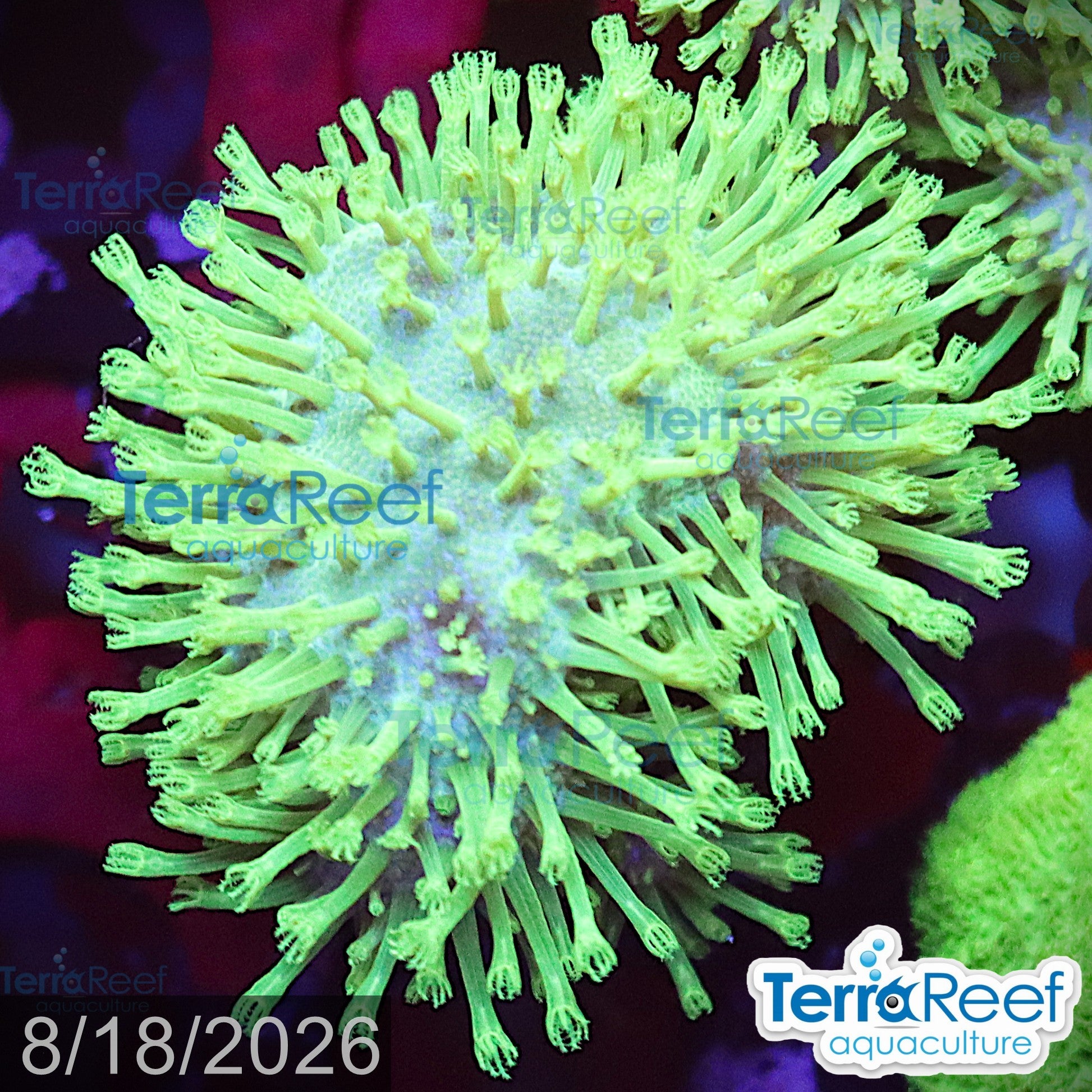 Tyree Green Sarcophyton Toadstool Leather aquacultured WYSIWYG coral frag for reef aquarium