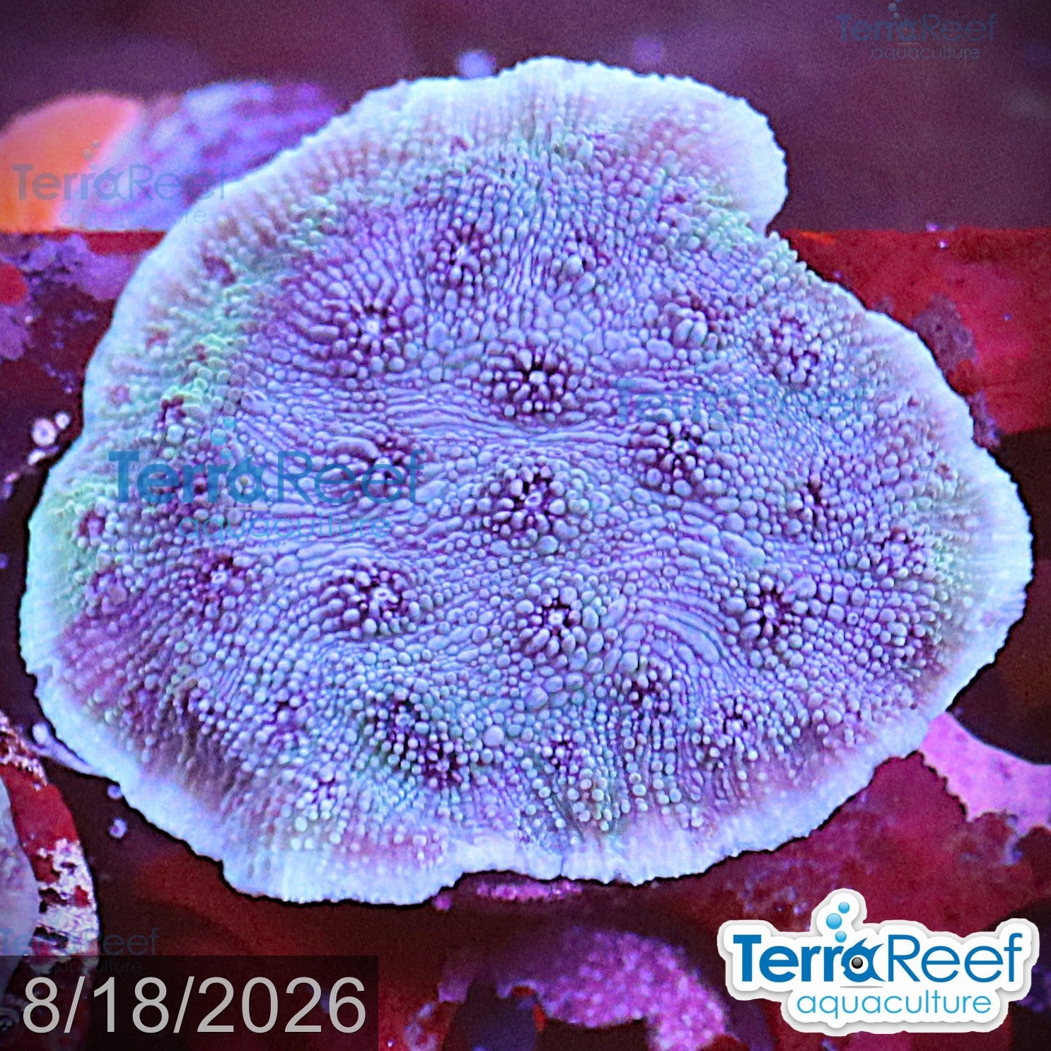 Blue Chalice (Echinopora sp.) WYSIWYG Frag 26Right