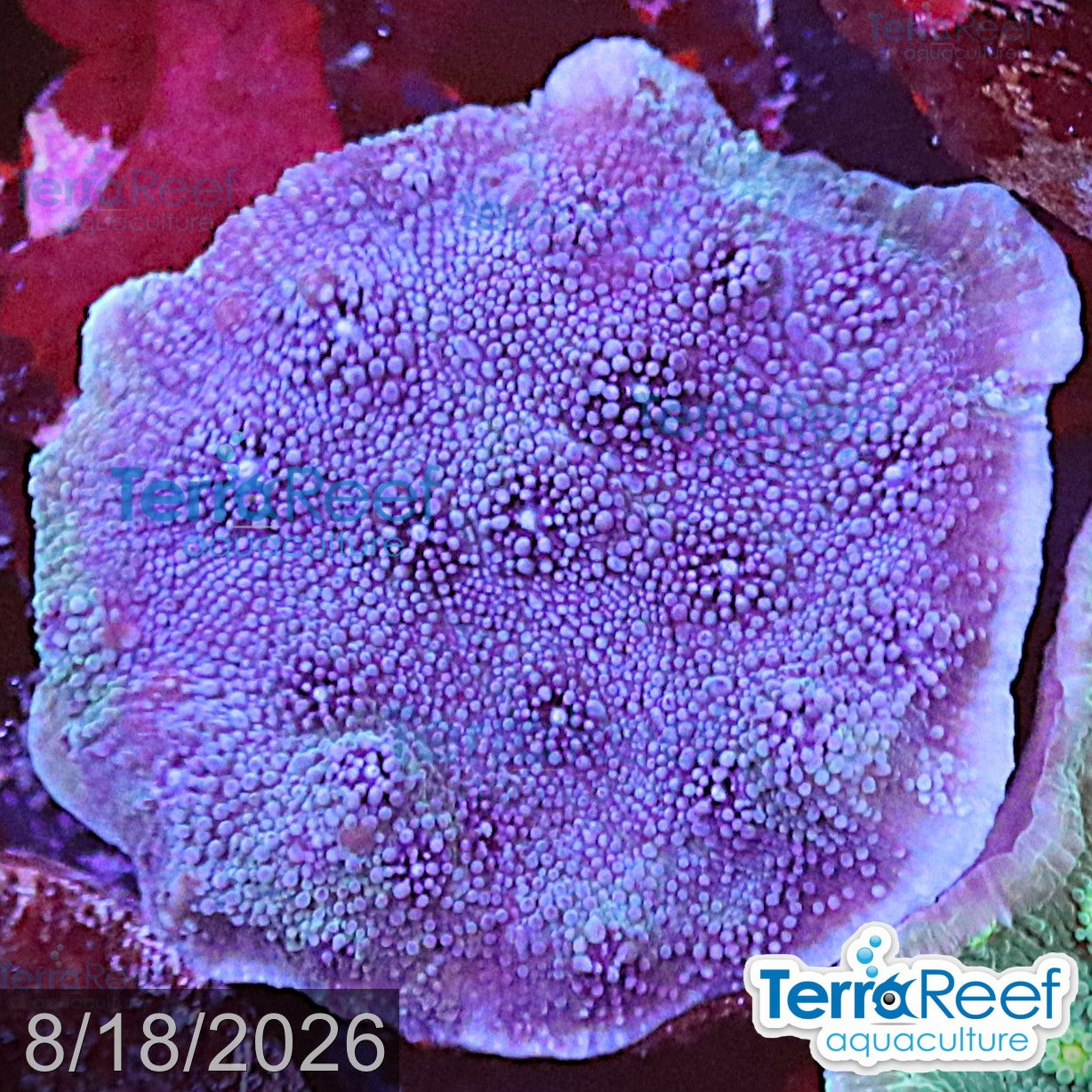 Blue Chalice (Echinopora sp.) aquacultured WYSIWYG coral frag for reef aquarium