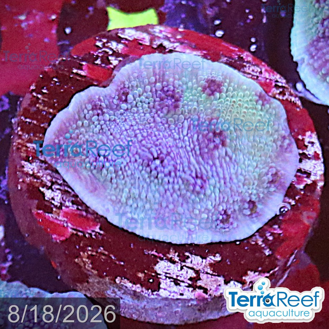 Blue Chalice (Echinopora sp.) aquacultured WYSIWYG coral frag for reef aquarium