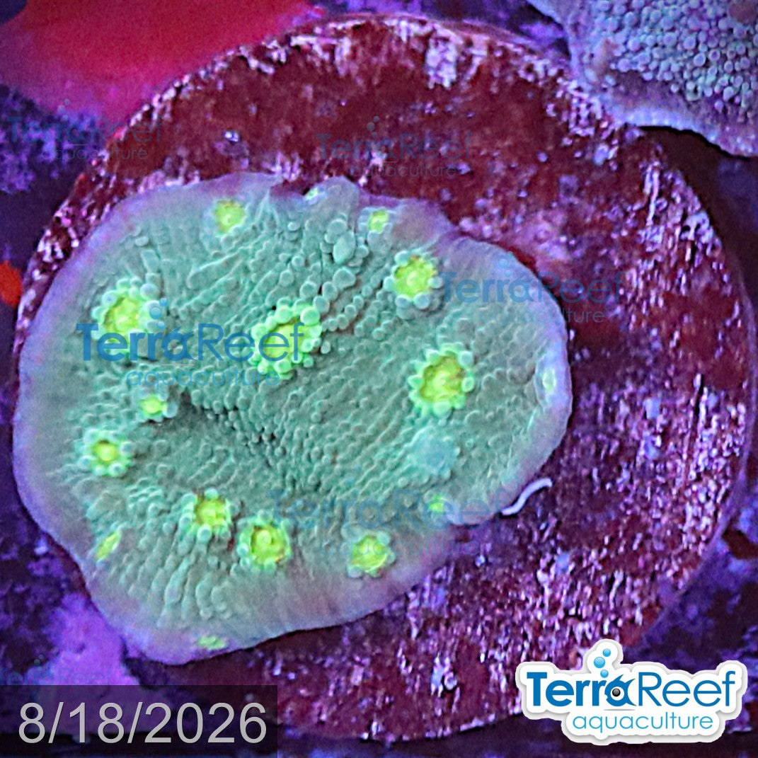 Sprung Stunner Chalice Echinopora aquacultured WYSIWYG coral frag for reef aquarium
