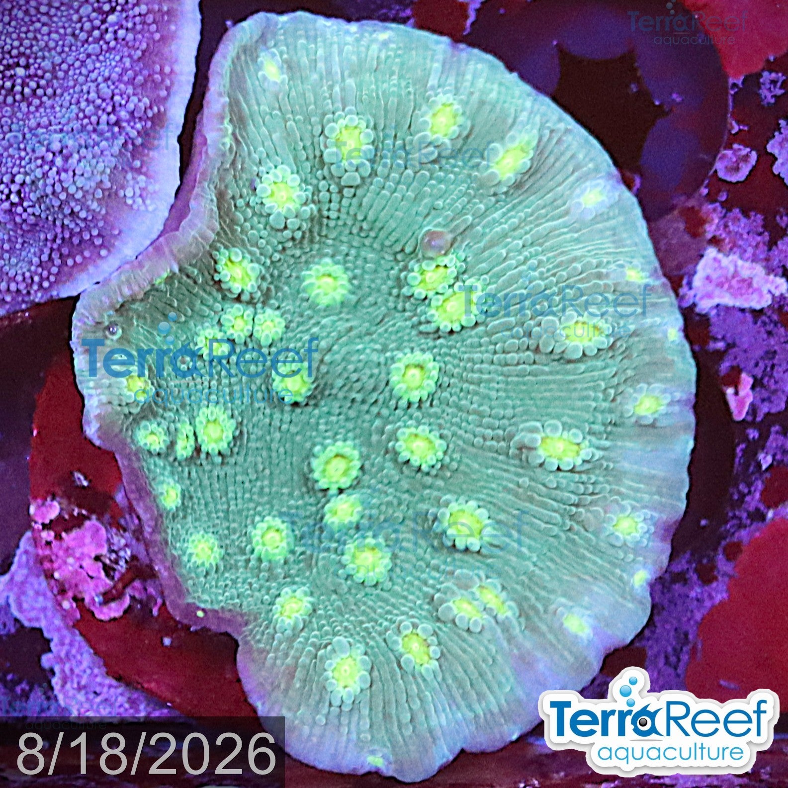 Sprung Stunner Chalice (Echinopora sp.) WYSIWYG Frag 24Right