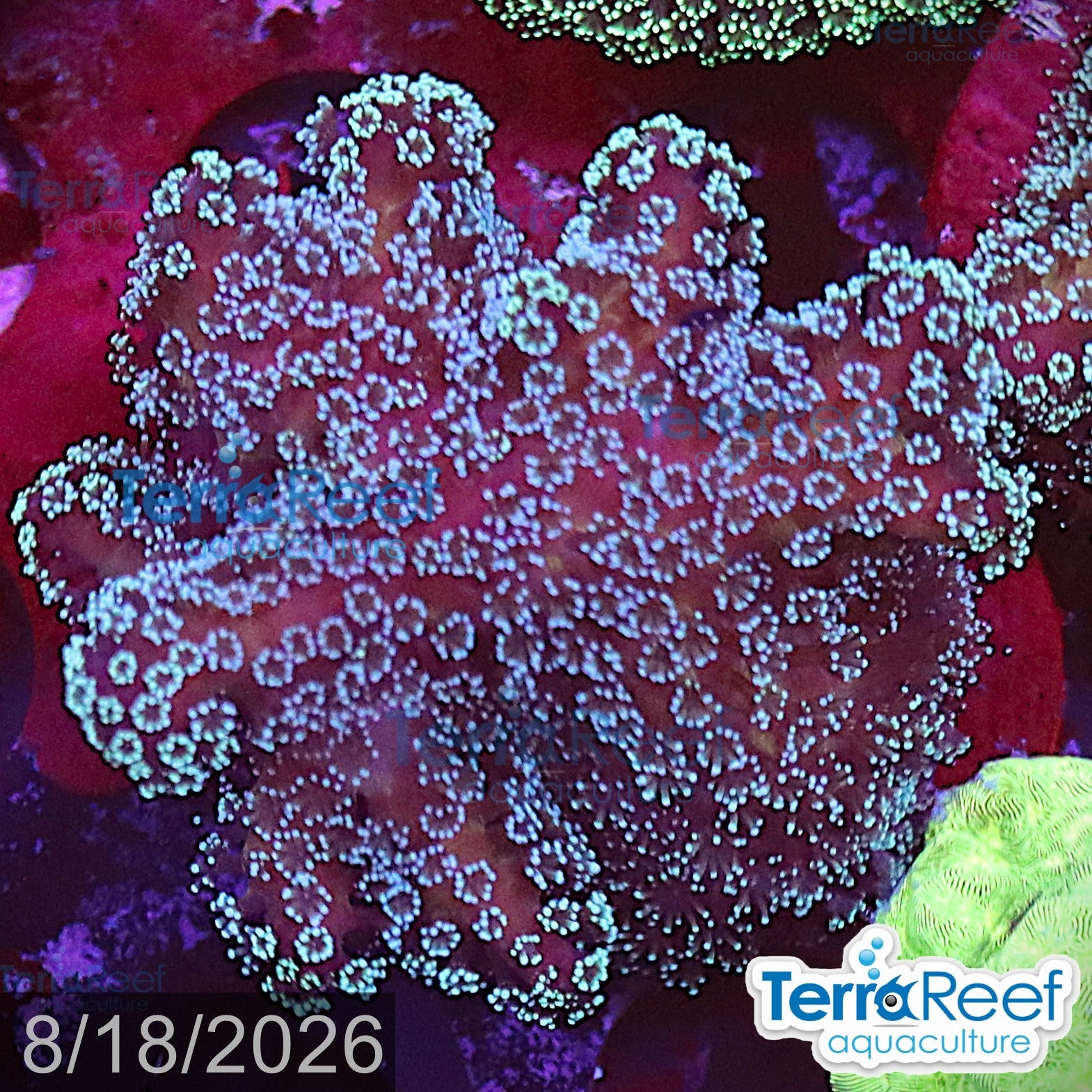 Stylophora Stylo aquacultured WYSIWYG coral frag for reef aquarium