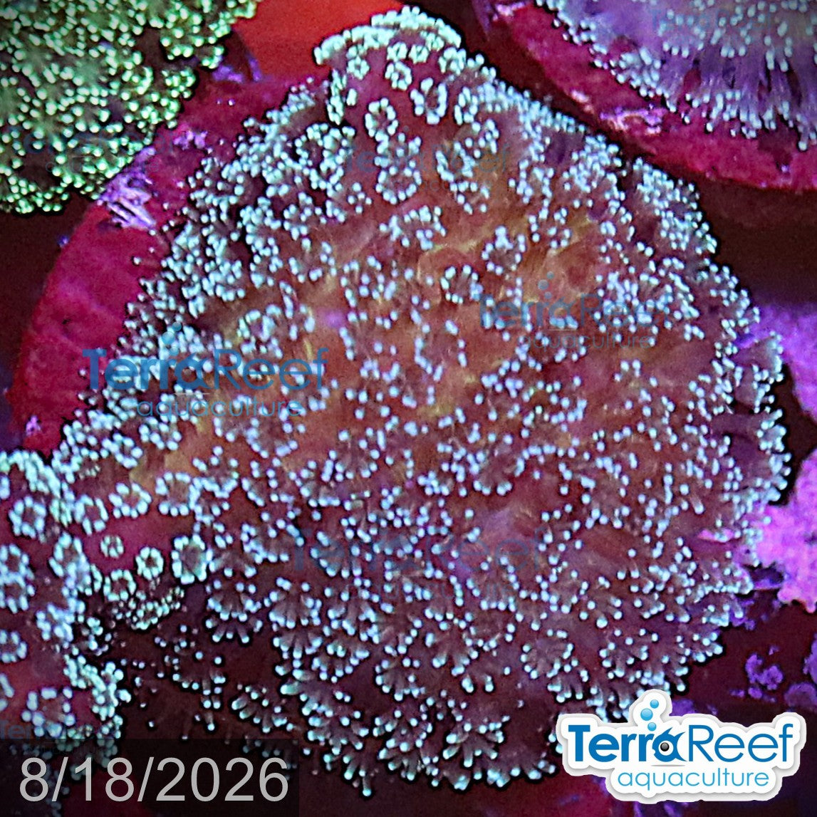 Stylophora Stylo aquacultured WYSIWYG coral frag for reef aquarium
