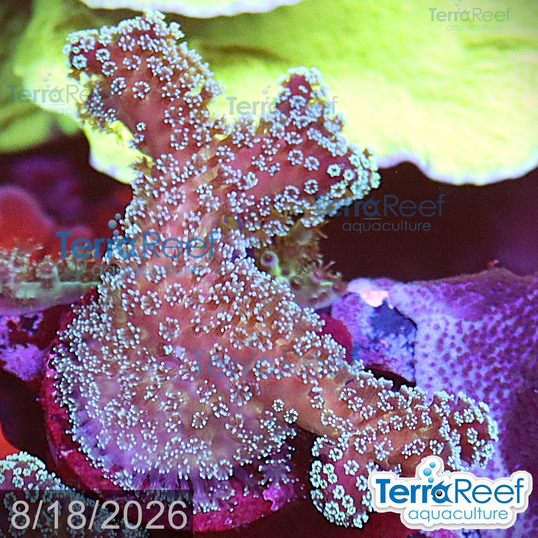 Stylophora "Stylo" WYSIWYG Frag 1Right