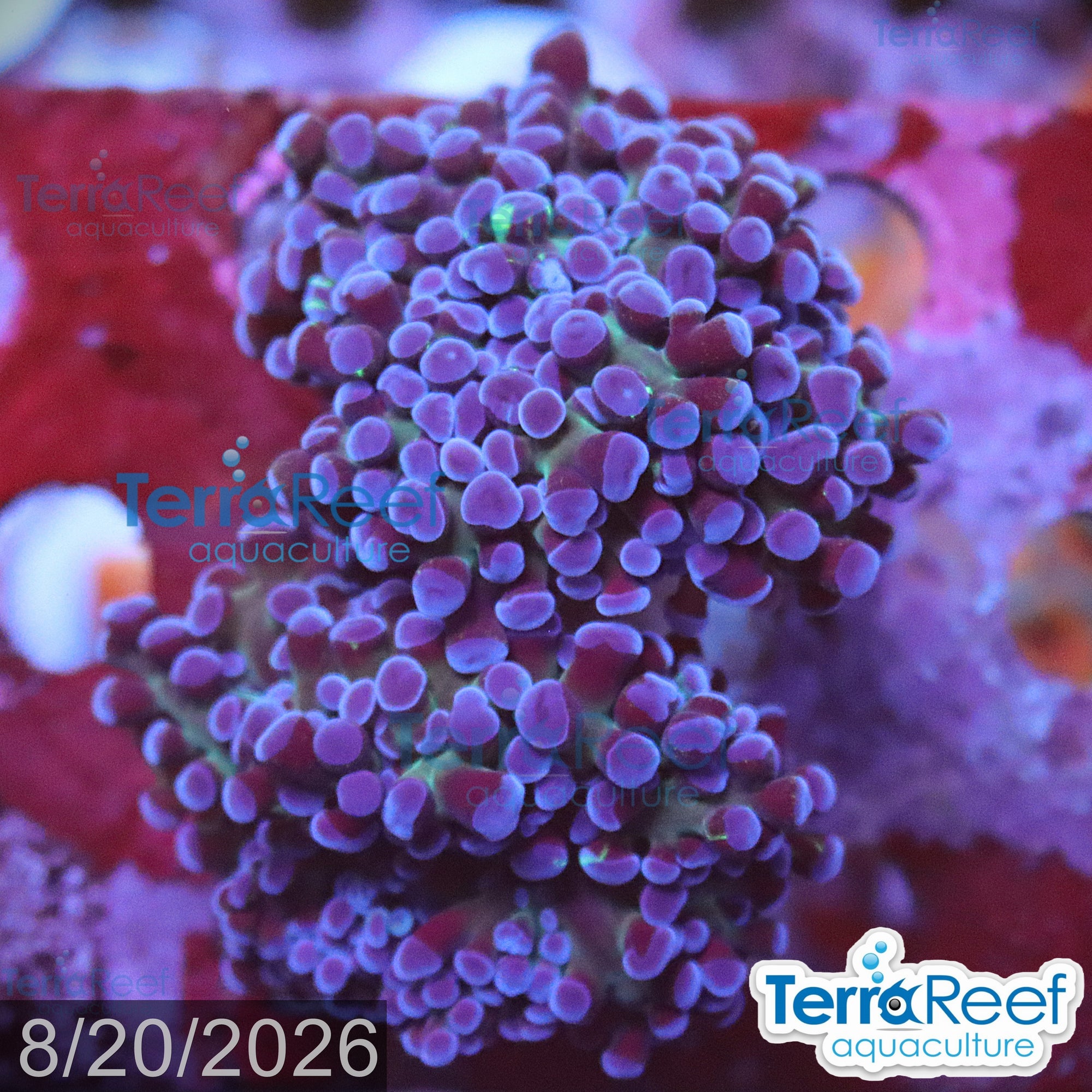 TerraReef Sweet Purple Frogspawn Coral aquacultured WYSIWYG coral frag for reef aquarium