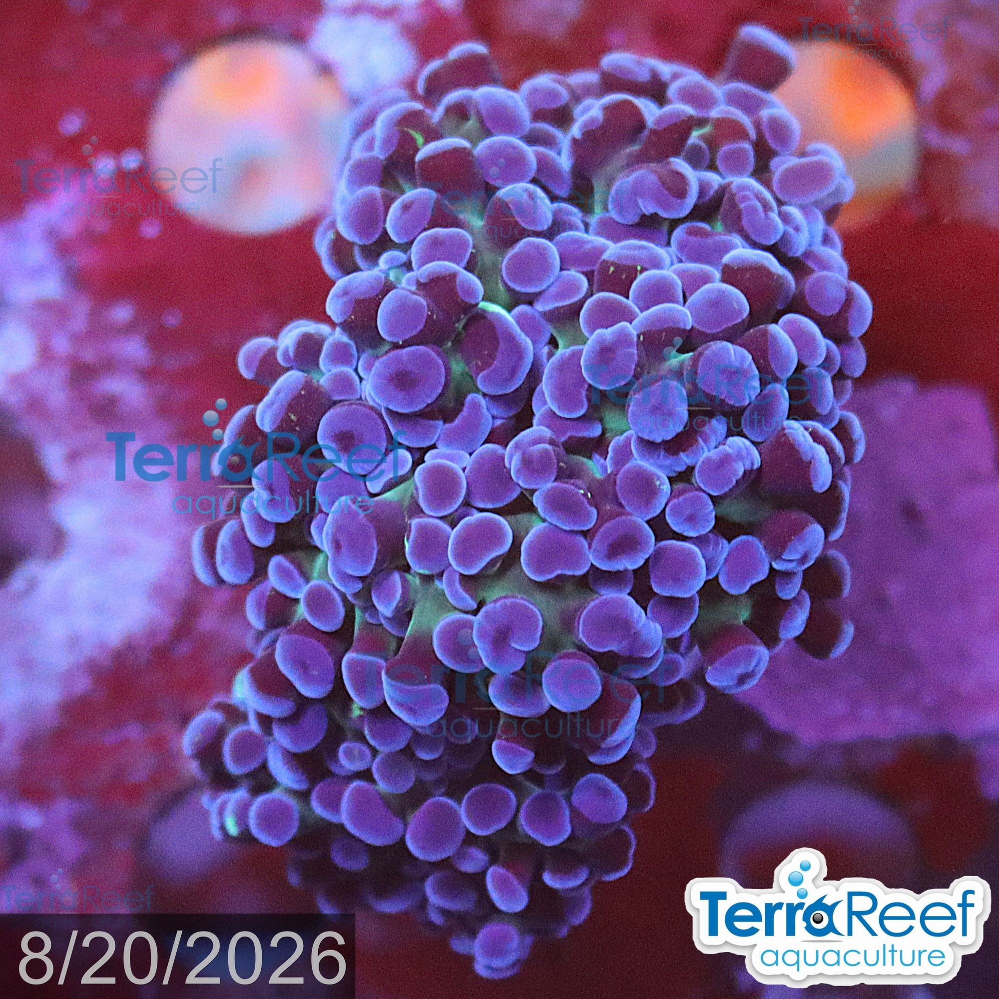 TerraReef Sweet Purple Frogspawn Coral WYSIWYG Frag 13Middle