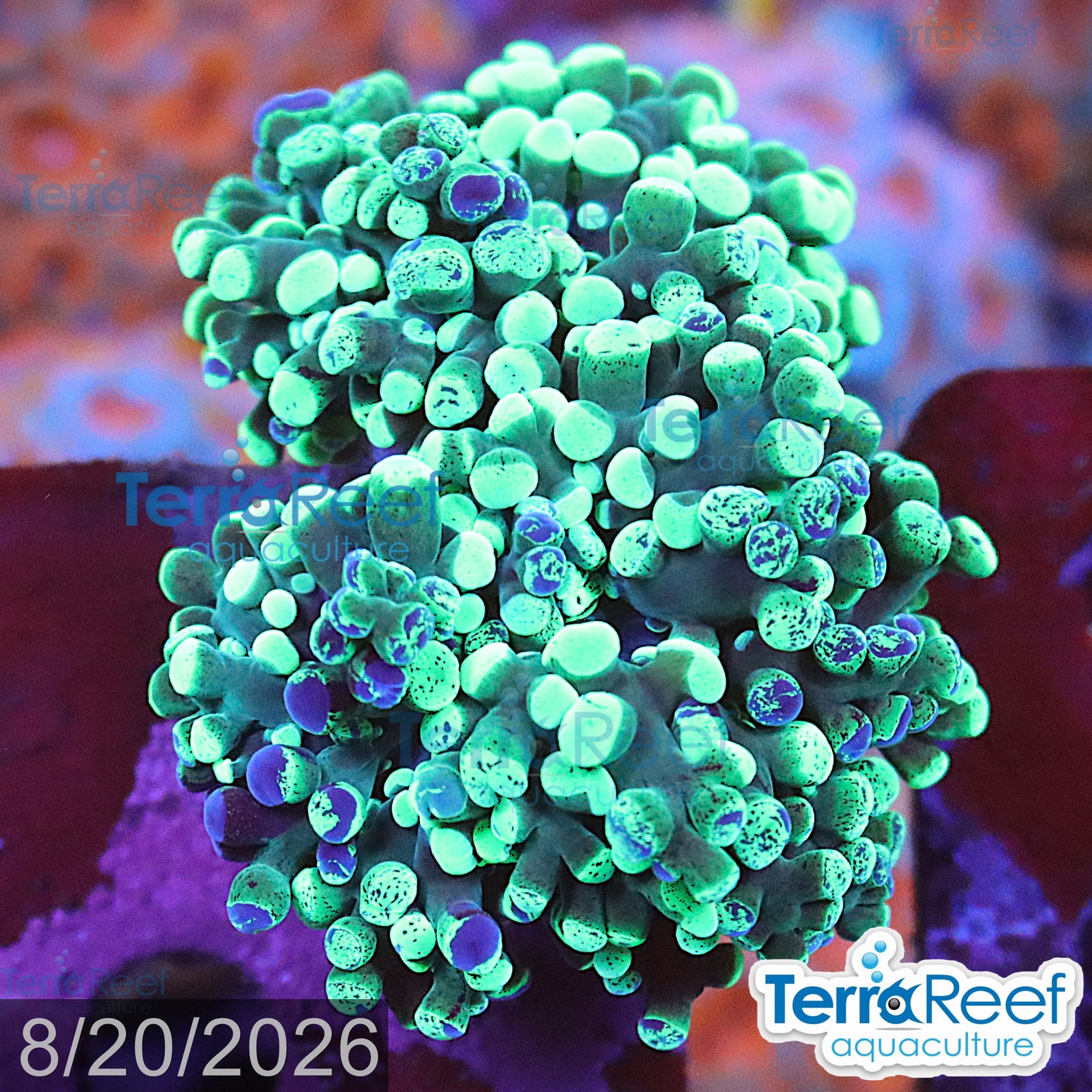 Bicolor Frogspawn aquacultured WYSIWYG coral frag for reef aquarium