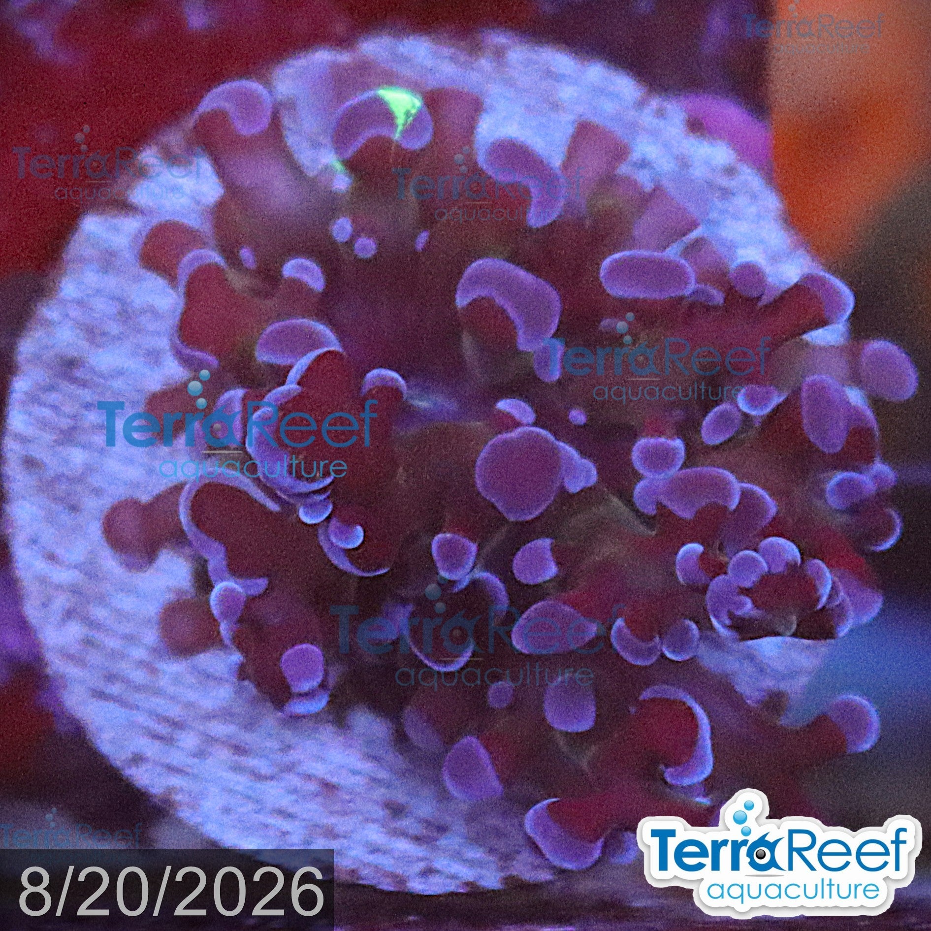 TerraReef Sweet Purple Frogspawn Coral WYSIWYG Frag 14Small