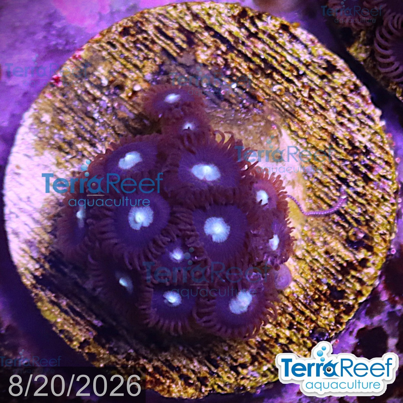 Mint Chocolate Chip Zoanthid aquacultured WYSIWYG coral frag for reef aquarium