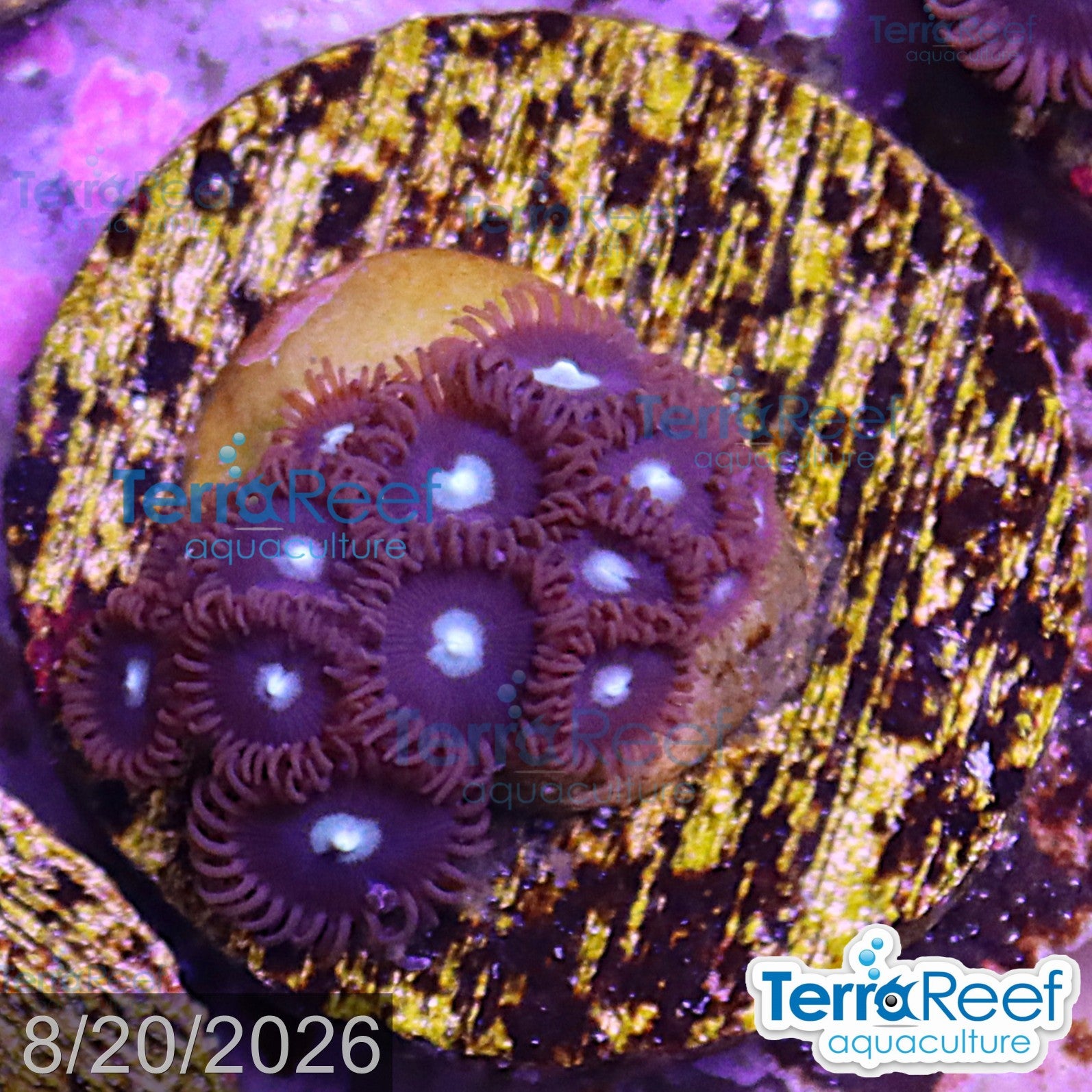 Mint Chocolate Chip Zoanthid aquacultured WYSIWYG coral frag for reef aquarium