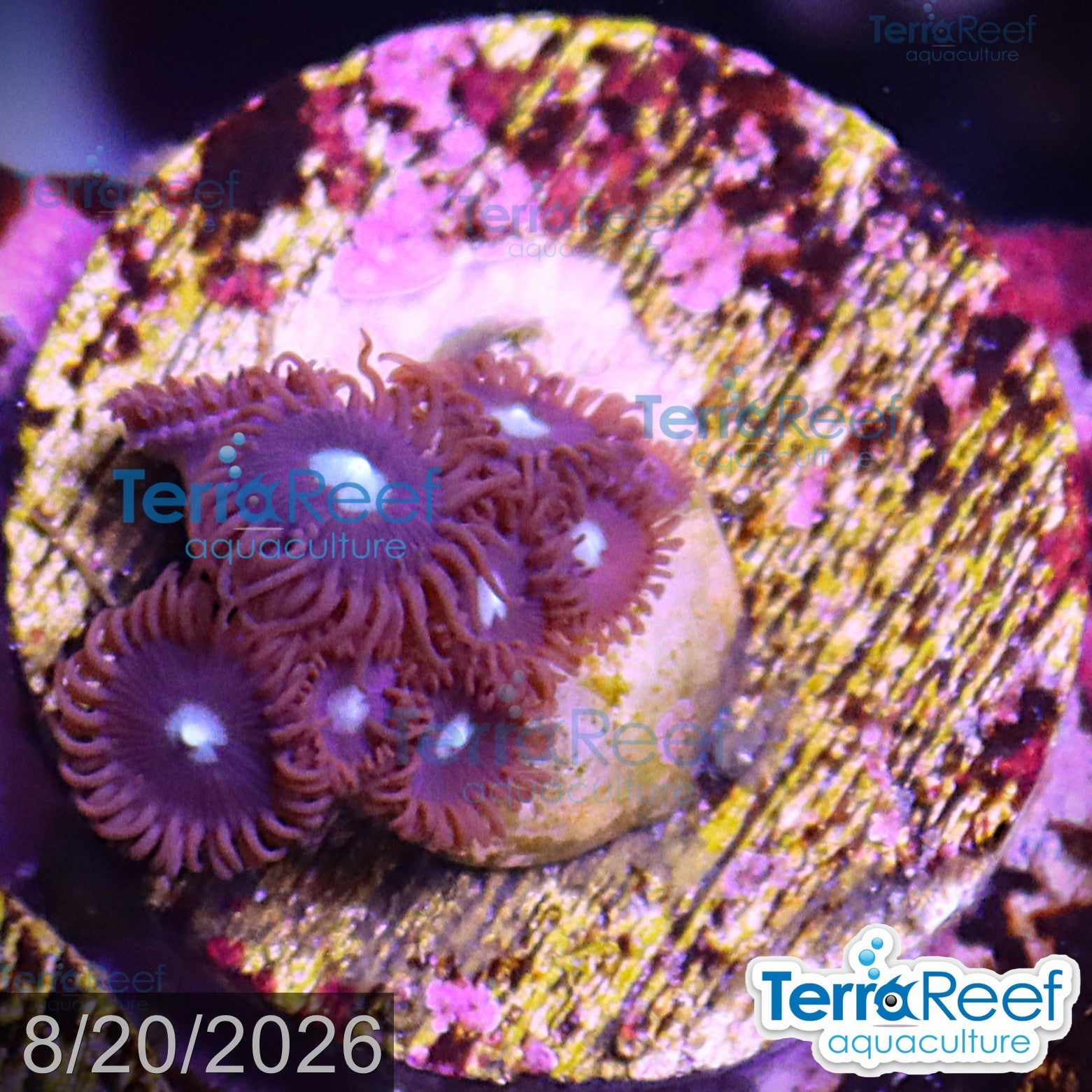 Mint Chocolate Chip Zoanthid aquacultured WYSIWYG coral frag for reef aquarium