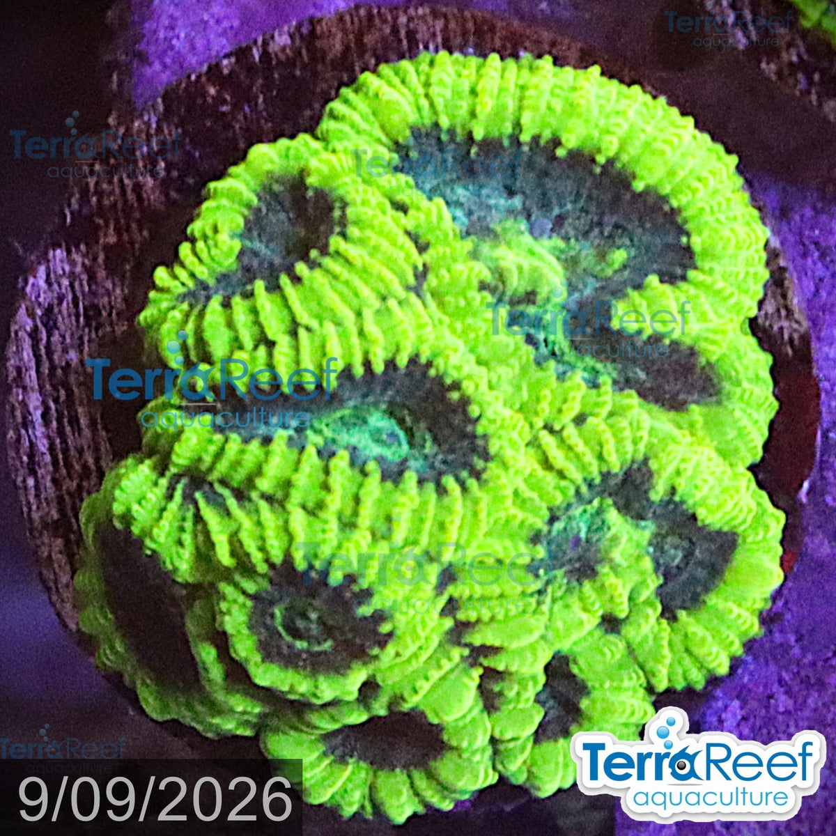 Green Brain Favia Favites aquacultured WYSIWYG coral frag for reef aquarium