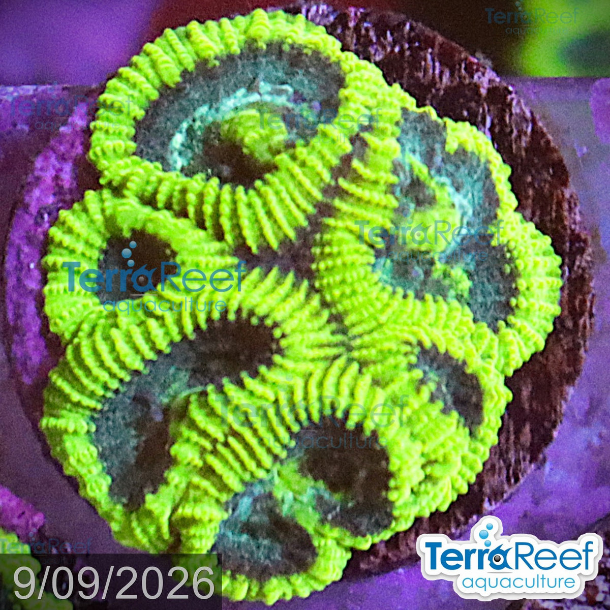 Green Brain Favia Favites aquacultured WYSIWYG coral frag for reef aquarium