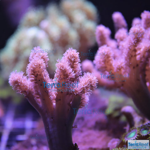 Colt Coral Soft Finger Leather Sinularia Frag Stock