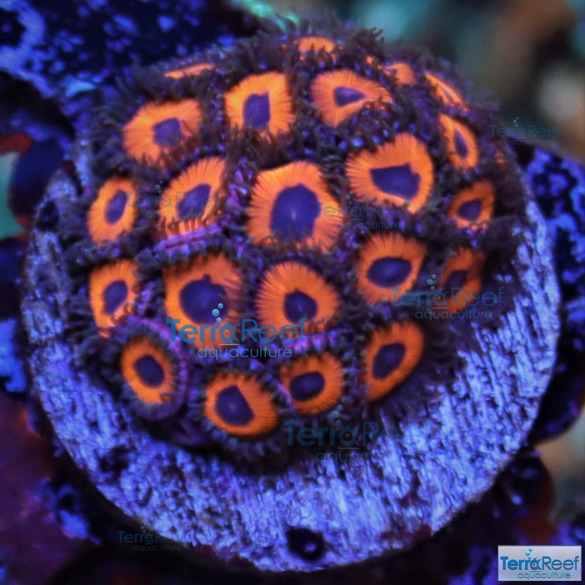 Red Zoanthids Frag Stock