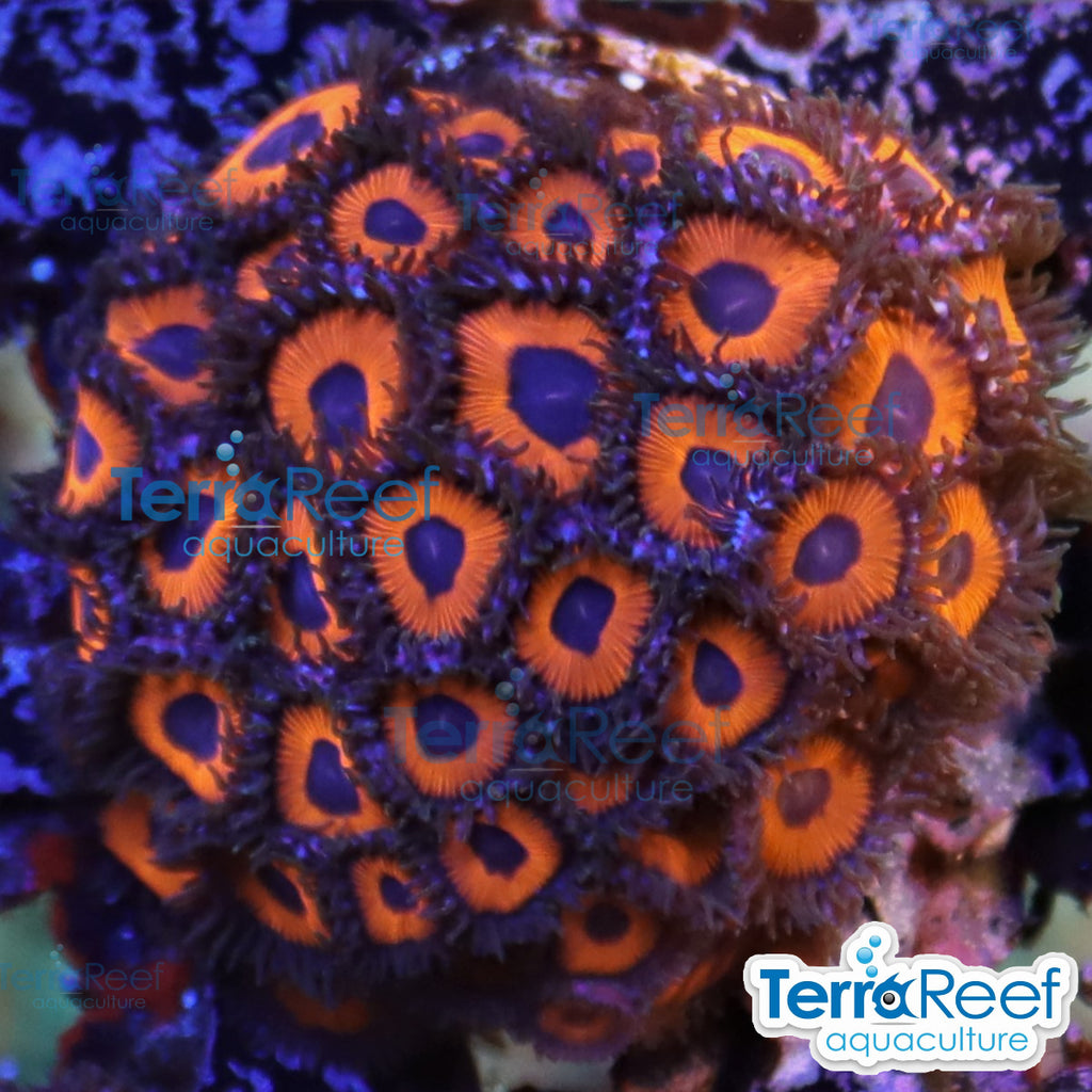 Red Zoanthids Zoas aquacultured coral in a reef aquarium