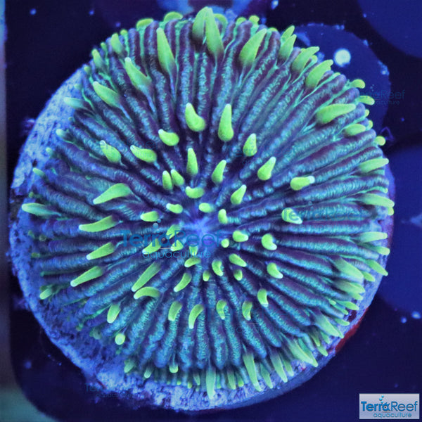 ReefGen Project-X Fungid Fungia Plate Coral Stock