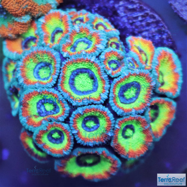 Holy Grail Micromussa Coral Micro F2M Stock