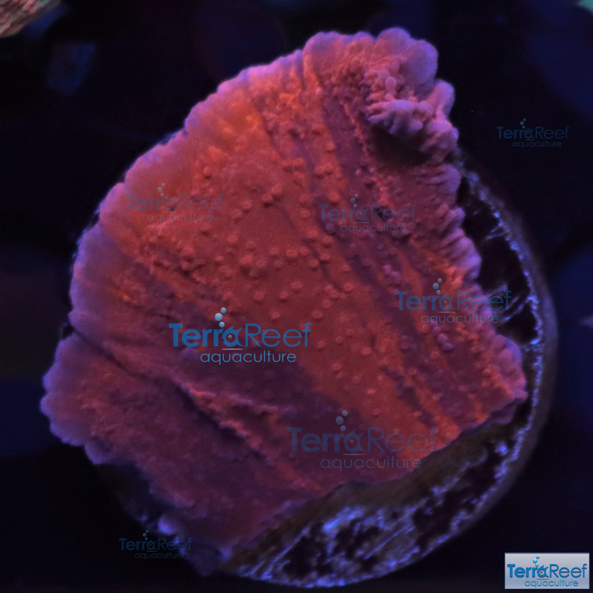 Grafted ORA Purple and Red Monti Cap Frag Stock – TerraReef