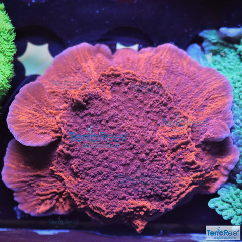 Grafted ORA Purple and Red Monti Cap Frag Stock
