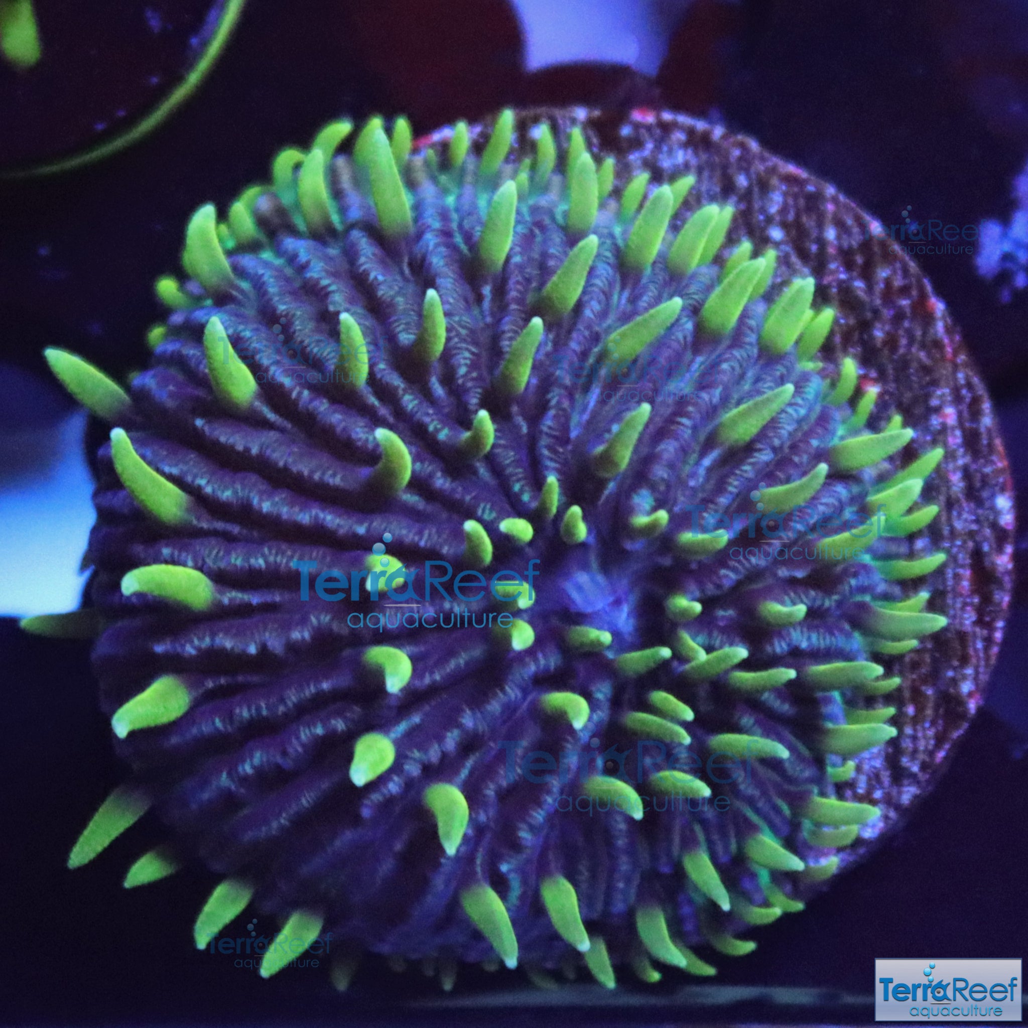 珊瑚のディッシュ LPS Coral – TerraReef