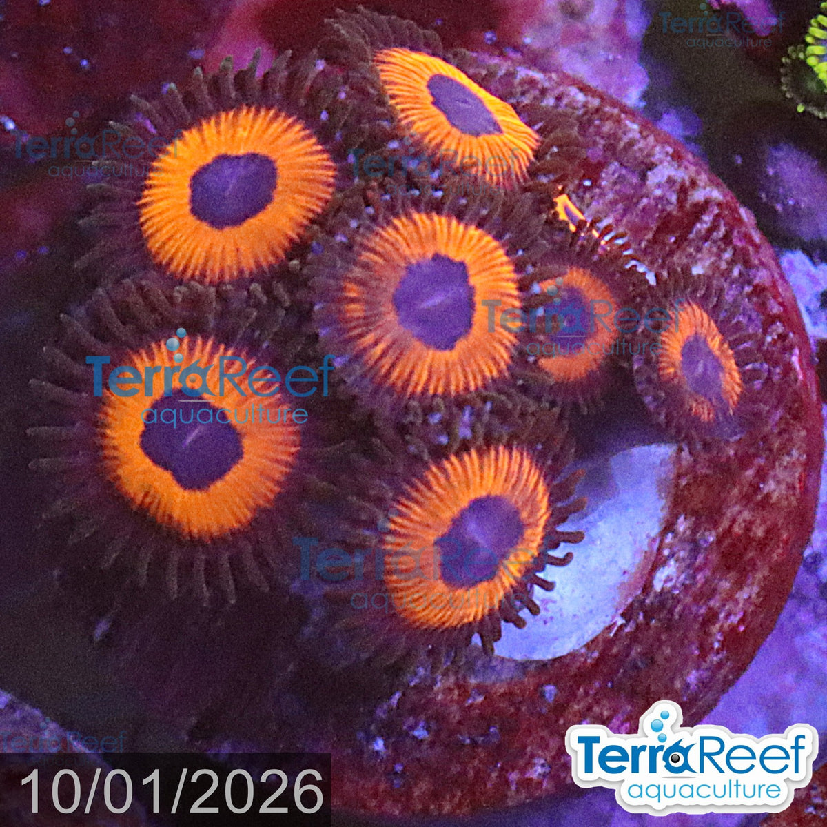 Red Zoanthids aquacultured WYSIWYG coral frag for reef aquarium