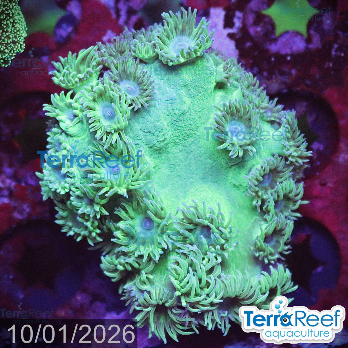 Pagoda cup coral Turbinaria aquacultured WYSIWYG coral frag for reef aquarium