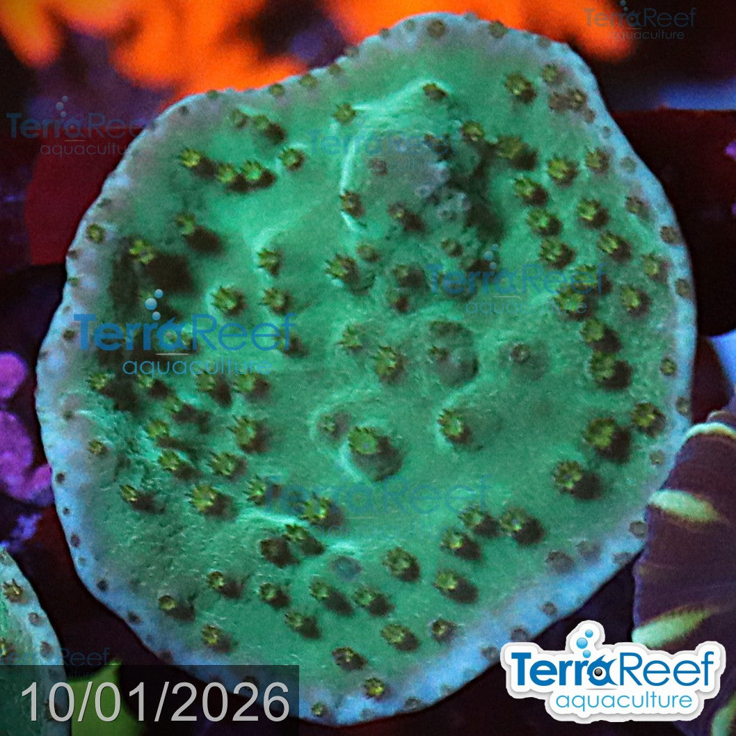 Green Scroll WYSIWYG Coral Frag 21Right