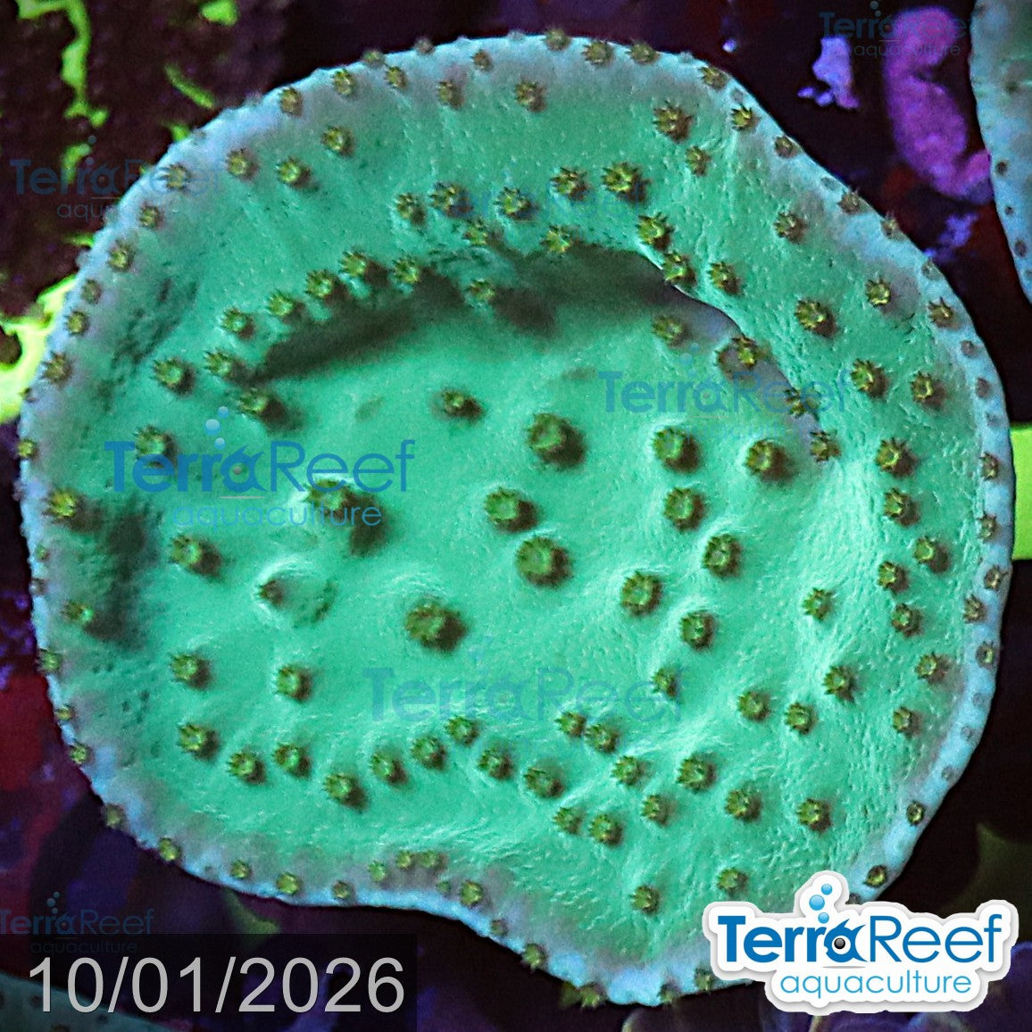 Green Scroll WYSIWYG Coral Frag 22Middle