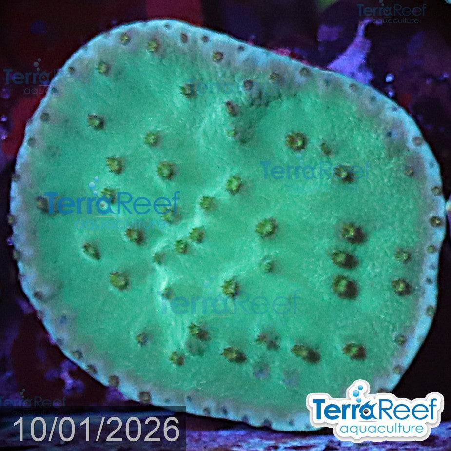Green Scroll WYSIWYG Coral Frag 23Left