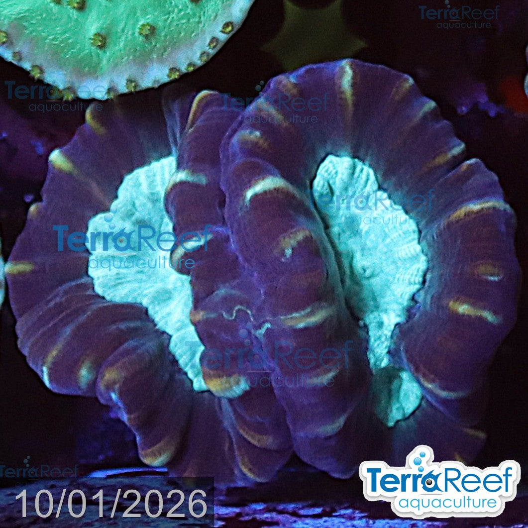 Pinwheel Candy Cane coral aquacultured WYSIWYG coral for reef aquarium
