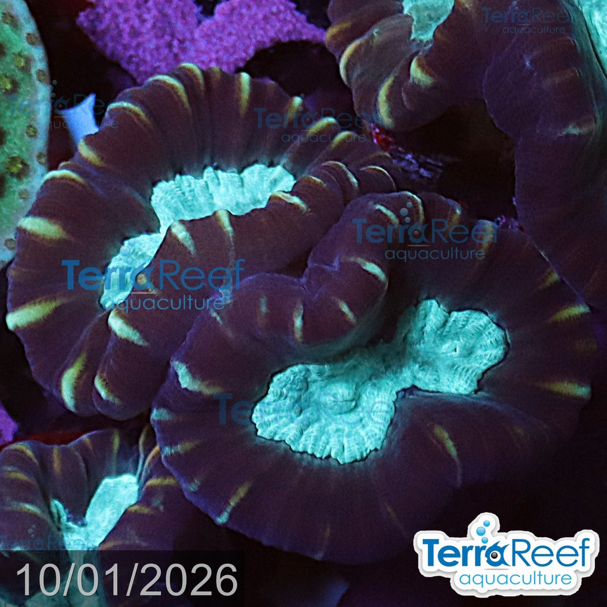 Pinwheel Candy Cane coral aquacultured WYSIWYG coral for reef aquarium