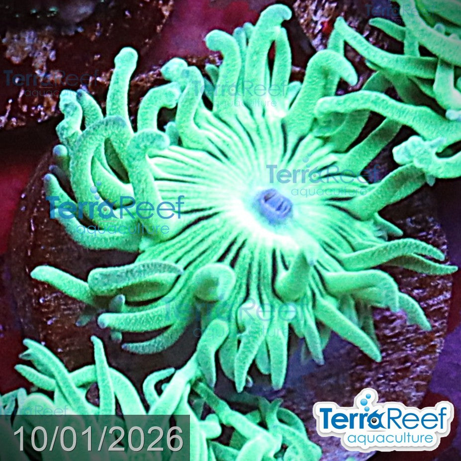 Duncan Coral Duncanopsammia QTed aquacultured WYSIWYG coral frag for reef aquarium