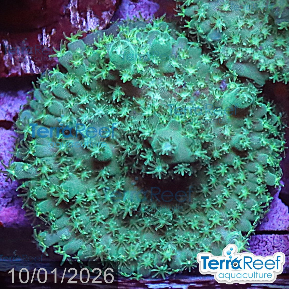 Stubby Finger Acro WYSIWYG Frag 24Left