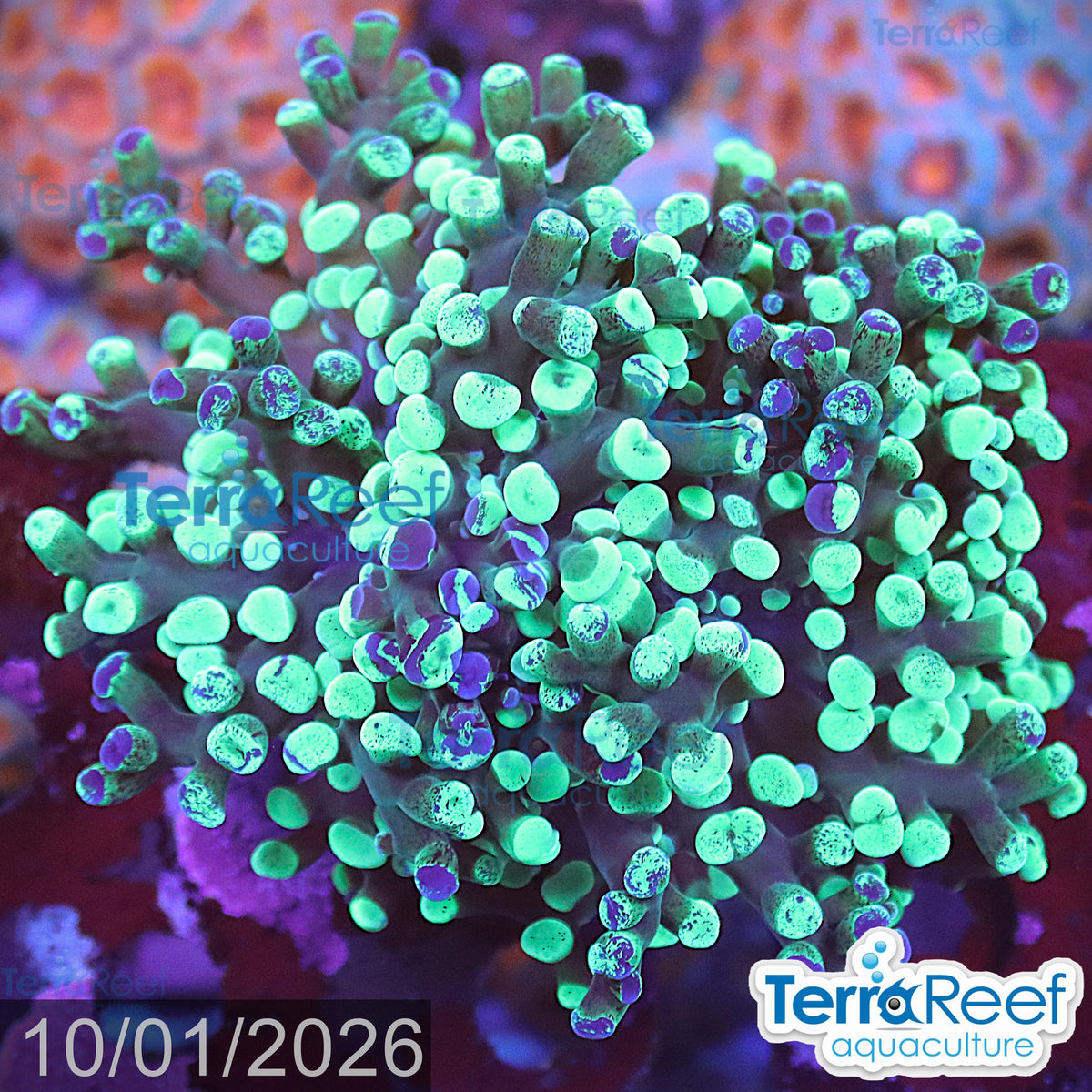 Green Frogspawn aquacultured LPS WYSIWYG coral frag for reef tank