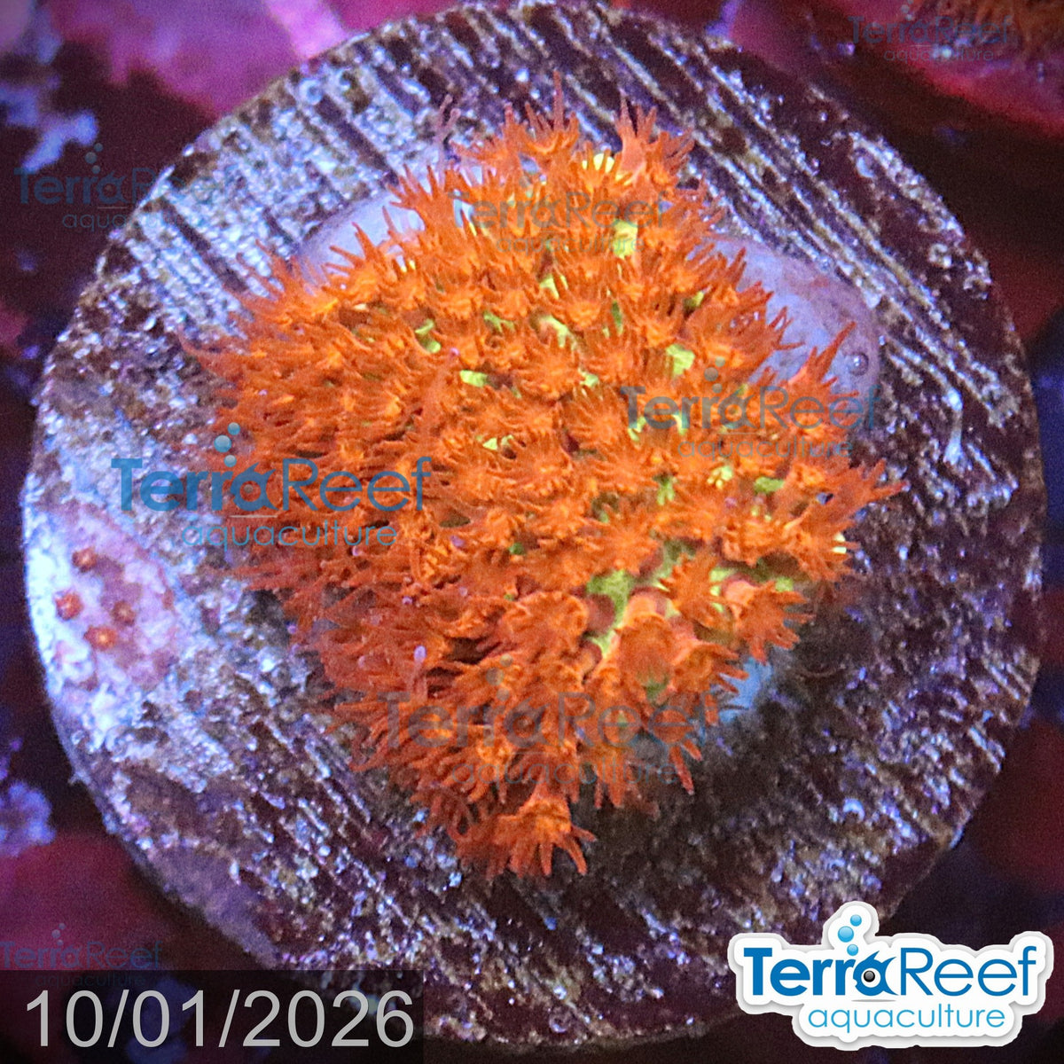 Burning Banana Stylo aquacultured WYSIWYG coral Stylocoeniella frag reef