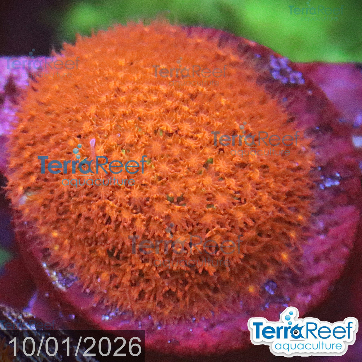 Burning Banana Stylo aquacultured WYSIWYG coral Stylocoeniella frag reef