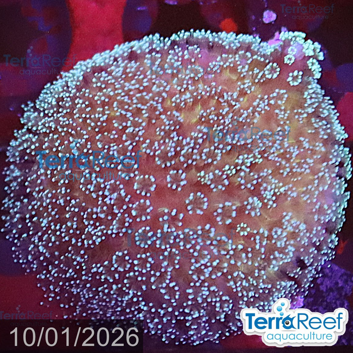 Stylophora Stylo aquacultured WYSIWYG coral frag for reef aquarium