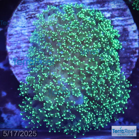 Green Stylophora WYSIWYG Colony 27Mid