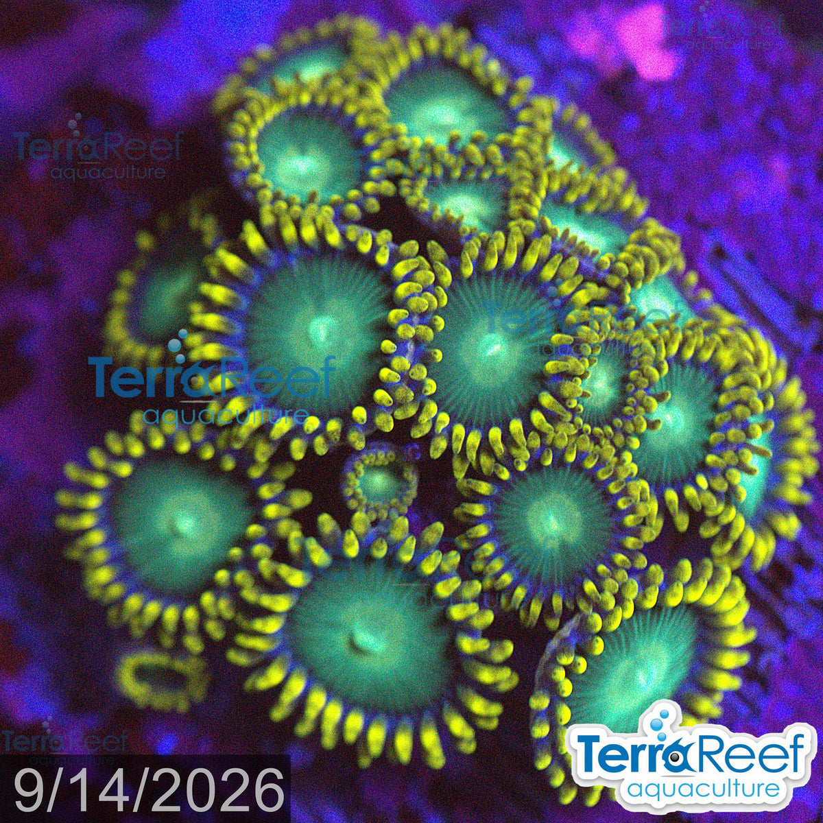 Radioactive Dragon Eyes Zoanthids aquacultured WYSIWYG coral frag for reef tank