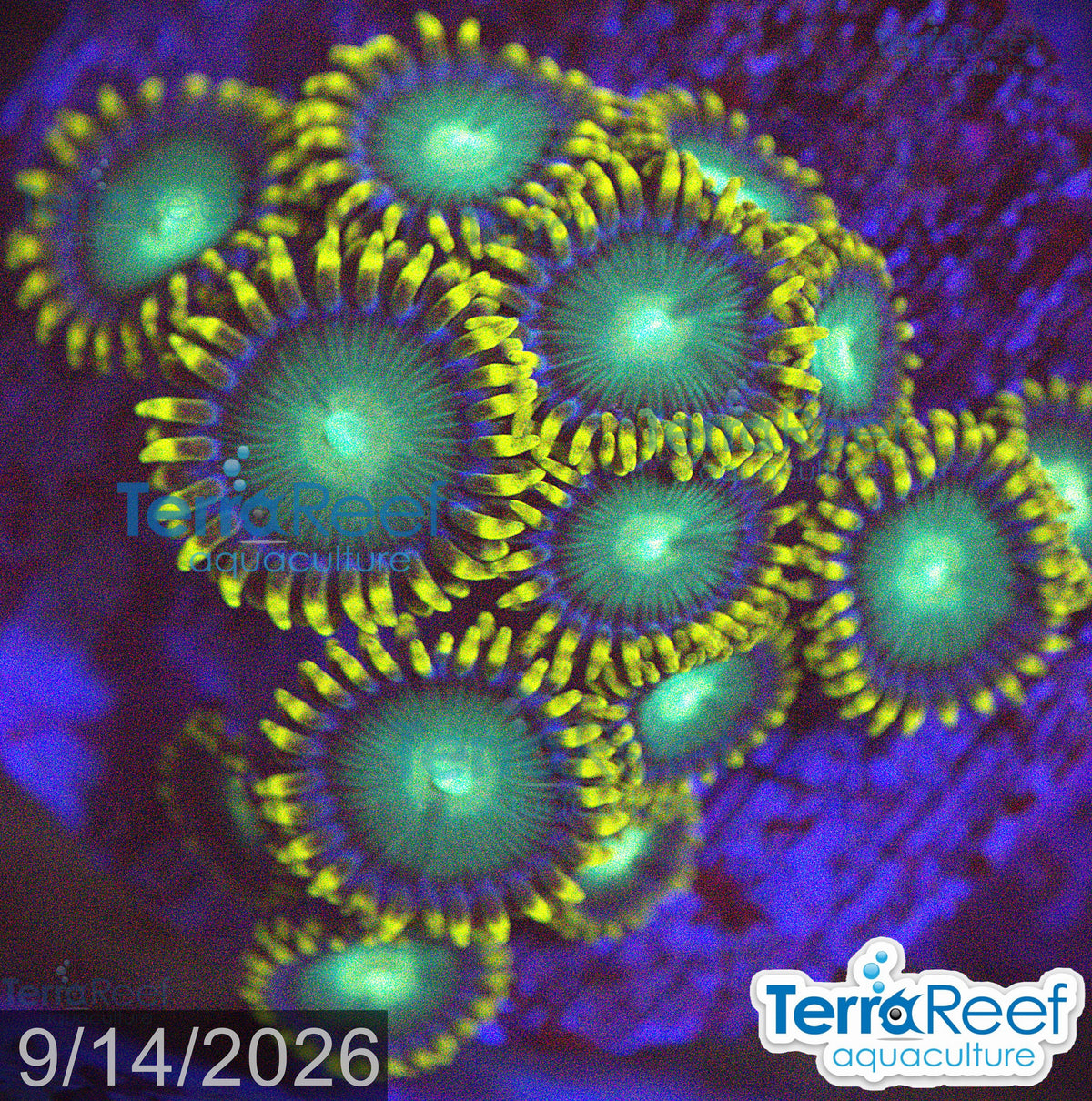 Radioactive Dragon Eyes Zoanthids WYSIWYG Frag 50ALeft
