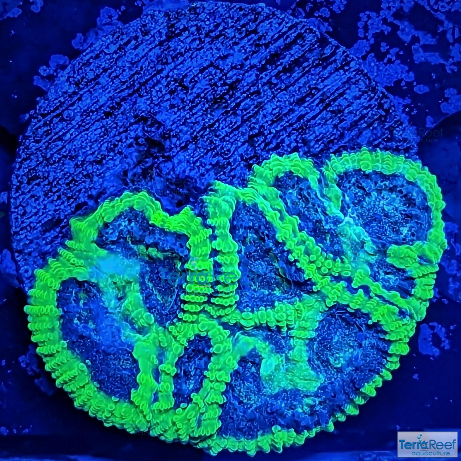 Green Brain Favia Favites Coral Frag WYSIWYG Frag 33 Tiny