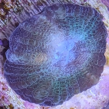 Green and teal Ouluphyllia bennettae Coral WYSIWYG Frag 12